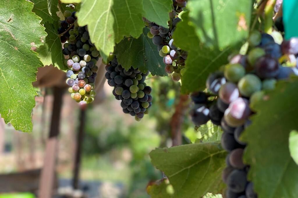 Cabernet Cottage Cottonwood Kültér fotó